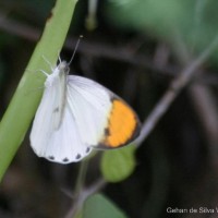 Colotis aurora Cramer, 1780